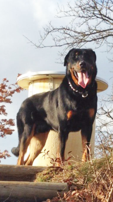domainedelalicorne.fr photo chien beauceron photo chiot beauceron Elevage de beauceron chiot beauceron pure race élevage du clos de la licorne elevage des gardiens de la licorne elevage beauceron noir et feu authentique gros gabarits élevage de Beauceron familial sérieux et qualité domainedelalicorne.fr suivi des chiots conseil d’éducation chiot propre bas rouge santé caractère spécialiste du beauceron noir et feu ou arlequin chien rustique berger de France  nos chiots sont élevés avec amour et attention notre passion au service de la qualité Beauceron de qualité et sportif domaine de la licorne 04380 BARRAS élevage en liberté éleveur berger de beauce élevage de beauceron de travail 06 11 20 51 93 site domainedelalicorne.fr mail domainedelalicorne@gmail.com
